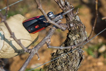 Naklejka premium Travaux d'hiver dans la vigne