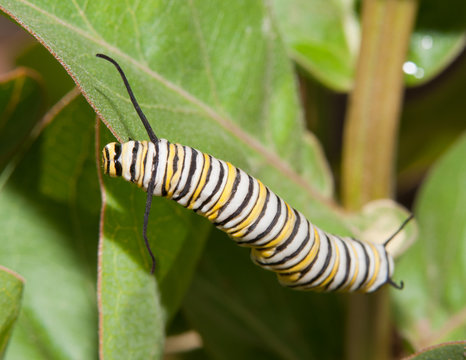 Monarch caterpillar feeding on a Milkweed leaf