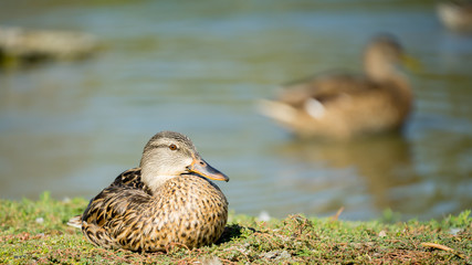 Mallard Hen Resting on Lake Shore