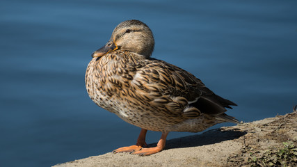Mallard Hen on a Lake Shore