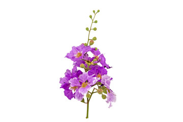 Queens crape myrtle flowers or Queen's flower, Lagerstroemia isolated on white.Saved with clipping path.