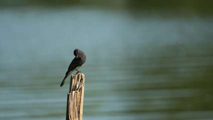 Black Phoebe Bird Perched over Lake