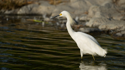 Snowy Egret on Rocky Lake Shore