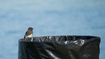 Black Phoebe Bird Perched on Trashcan - 123471077