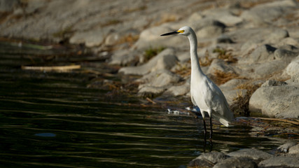 Snowy Egret on Rocky Lake Shore - 123471083
