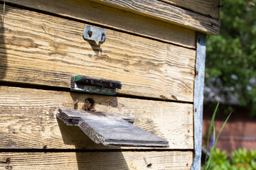 Bees fly from the tap hole in the hive