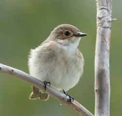 European pied flycatcher, female.