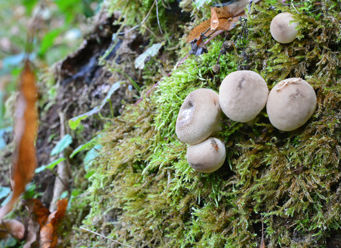 Champignons