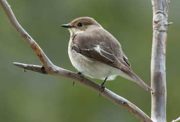 European pied flycatcher, female