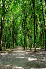 Photo of an old trees with road in a green forest