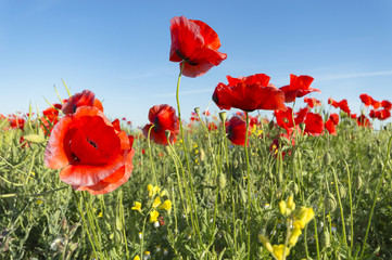 Naklejka premium kwiaty