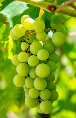 Photo of a branch of green vine grapes