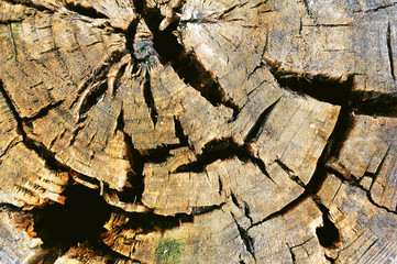 Abstract texture of wooden stump