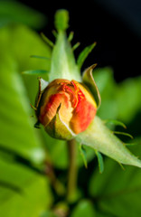 Photo of red orange rose on a green foliage background