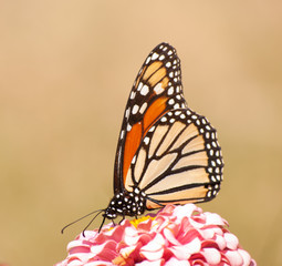 Beautiful Monarch butterfly, Danaus plexippus, feeding on a light pink Zinnia flower