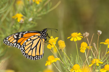 Migrating Monarch butterfly feeding on a Sneezeweed in fall