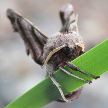 Hawk moth, Smerinthus ocellatus