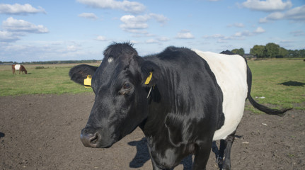 Lakenvelder cow