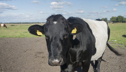Lakenvelder cow