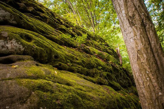 Fototapeta Magical forest huge stones