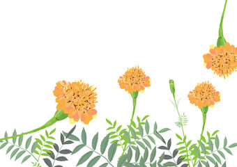 yellow marigold flower with green leaves illustration on white background
