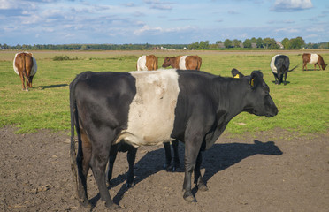 Lakenvelder belted cow and calf