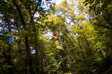 Autumn leaf hovering in the air