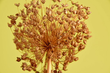 branch with dry leaves