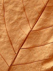 Close-up of maple autumn leaf