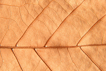 Close-up of maple autumn leaf