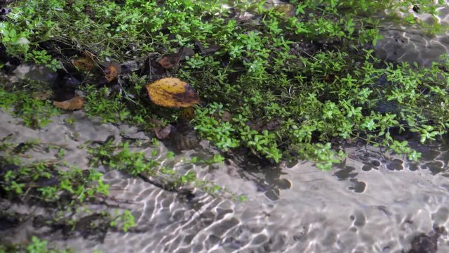 Kristall klarer Bach fliesst idyllisches durch eine gr&uuml;ne Ufer Landschaft mit sandigen Flussbett
