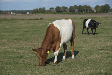 Fototapeta na wymiar Lakenvelder belted cows