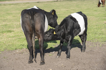 Lakenvelder belted cow and calf