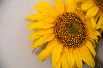 Sunflowers isolated on white background