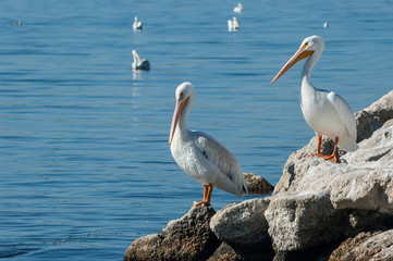 American white pelicans resting on rocks by the Salton sea