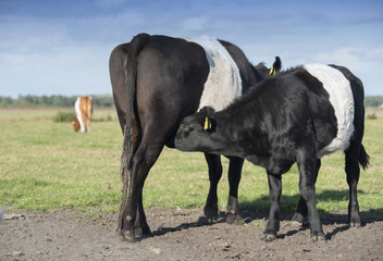 Lakenvelder belted cow and calf