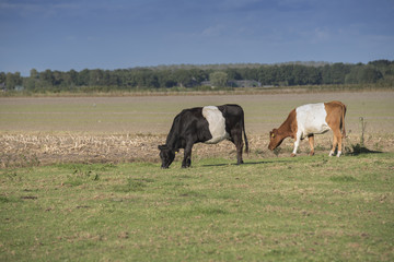 Lakenvelder belted cows
