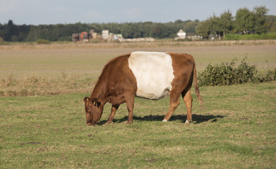 Lakenvelder brown belted cow