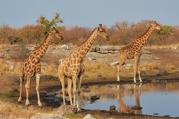 Giraffen (giraffa camelopardalis) am Wasserloch (Etosha Nationalpark)