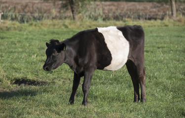 Lakenvelder belted bull calf