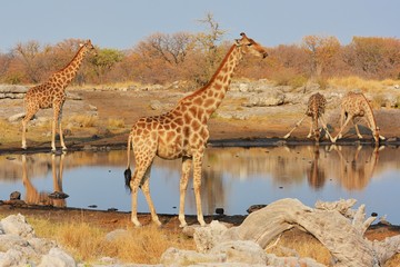 Giraffen (giraffa camelopardalis) am Wasserloch (Etosha Nationalpark)