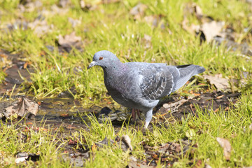 pigeon drinking water on a green meadow