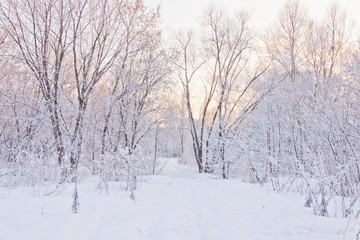 snowy path through the trees in winter