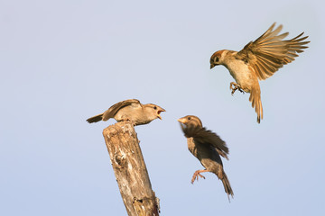 three birds Sparrow fly and feed the chick