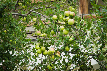 apples on a tree branch