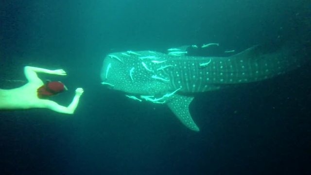 Whale shark (Rhincodon typus) eating krill below the water surface. Free diver diving close to whaleshark in the night with spot light from the boat , Maldives, Indian Ocean.