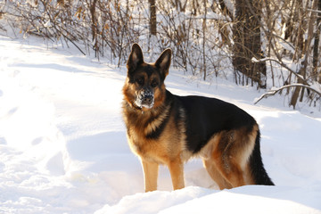 German shepherd dog on snow in winter day