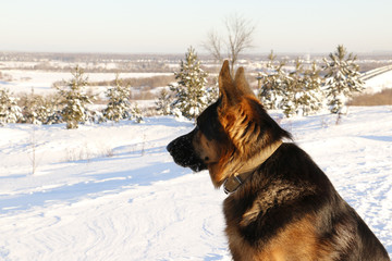 German shepherd dog on snow in winter day