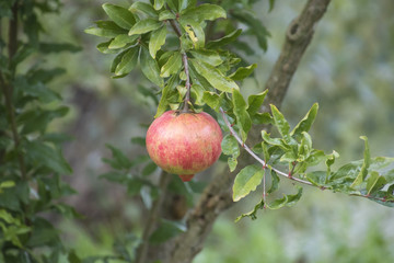 pomegranate on tree in autumn