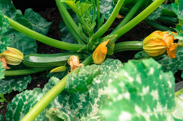 Plants to eat